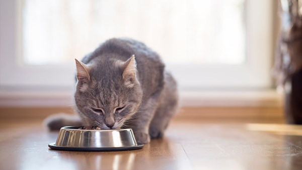 Cat eating from bowl