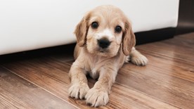 Puppy sitting on wood floor net to sofa